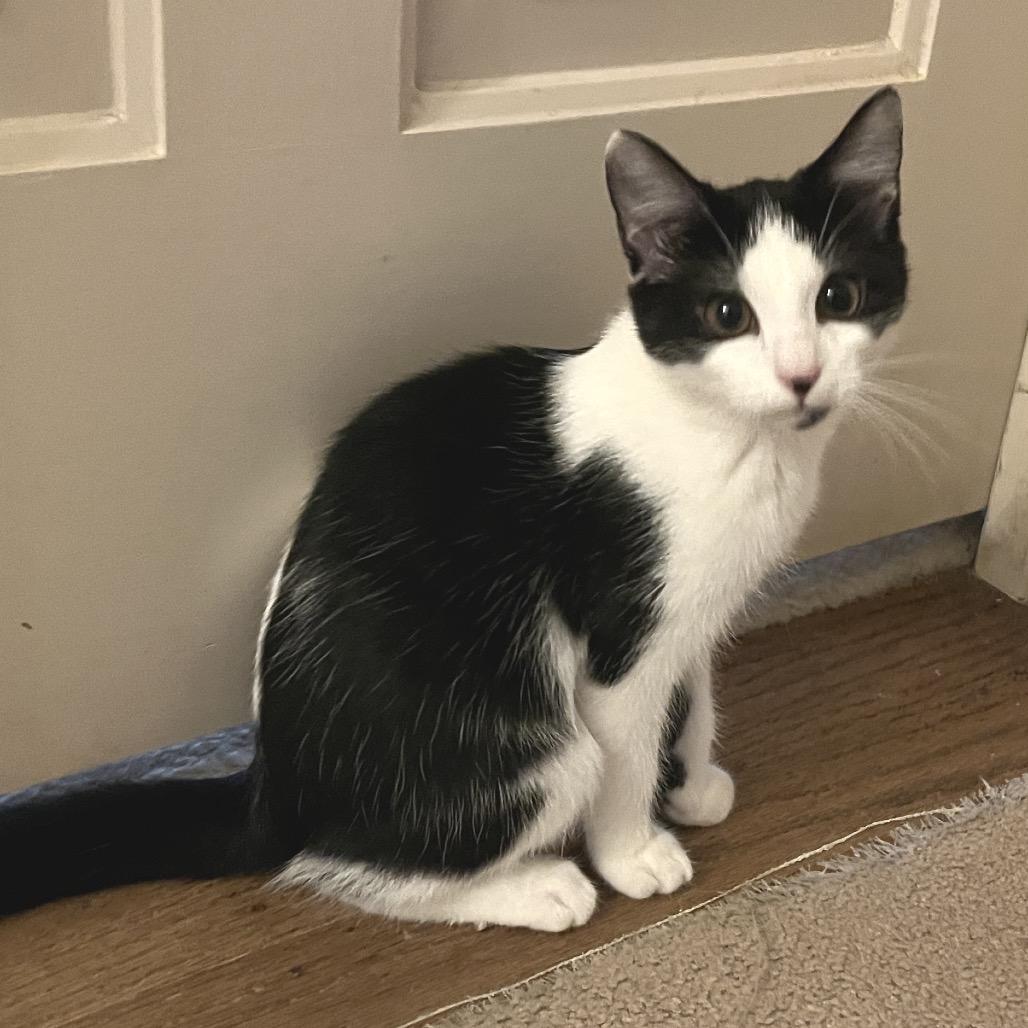 Enlarge Alia, a Adoptable Domestic Short Hair in Durham, NC image 2/3