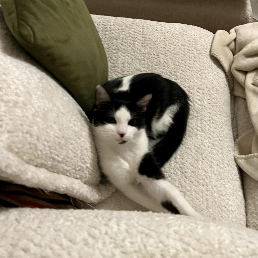 Enlarge Bea, a Adoptable Domestic Short Hair in Durham, NC image 5/6