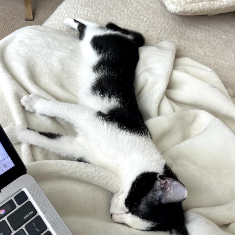 Enlarge Bea, a Adoptable Domestic Short Hair in Durham, NC image 6/6