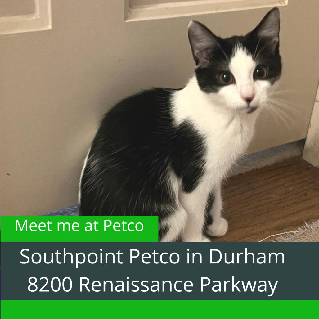 Enlarge Alia, a Adoptable Domestic Short Hair in Durham, NC image 3/3