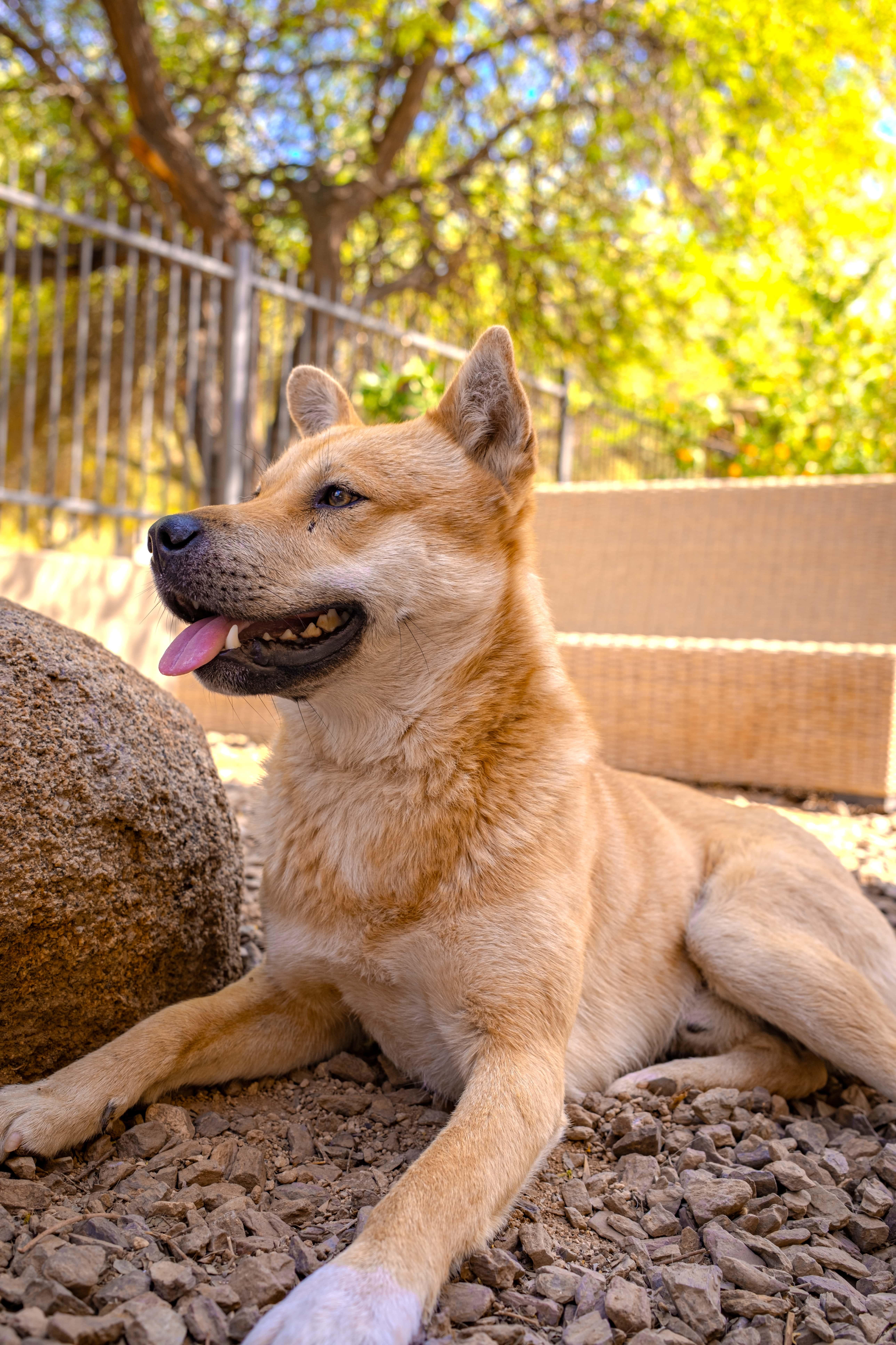Namu (Courtesy Post), Adoptable, Young Male Jindo.