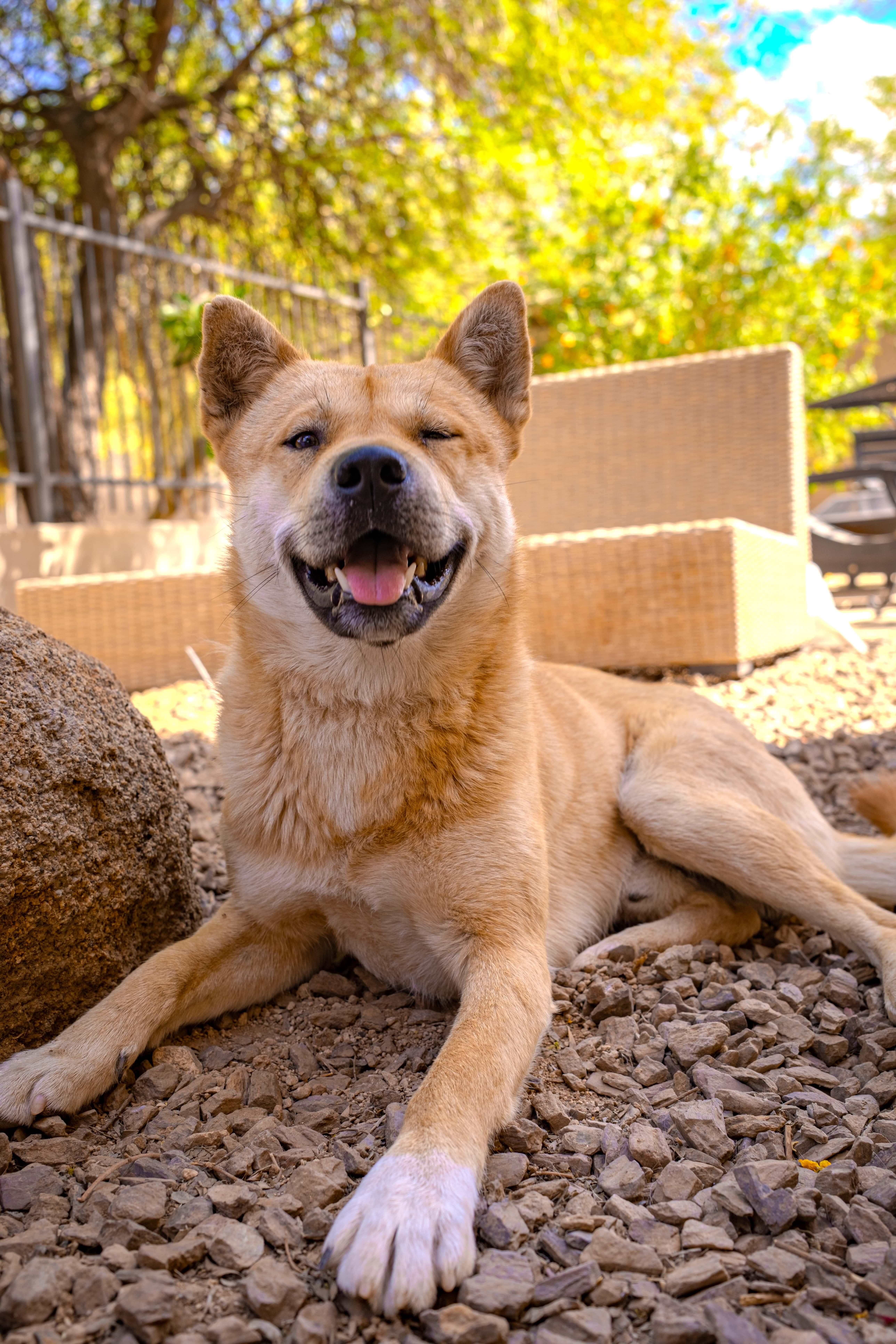 Enlarge Namu (Courtesy Post), a Adoptable Jindo in Phoenix, AZ image 2/6