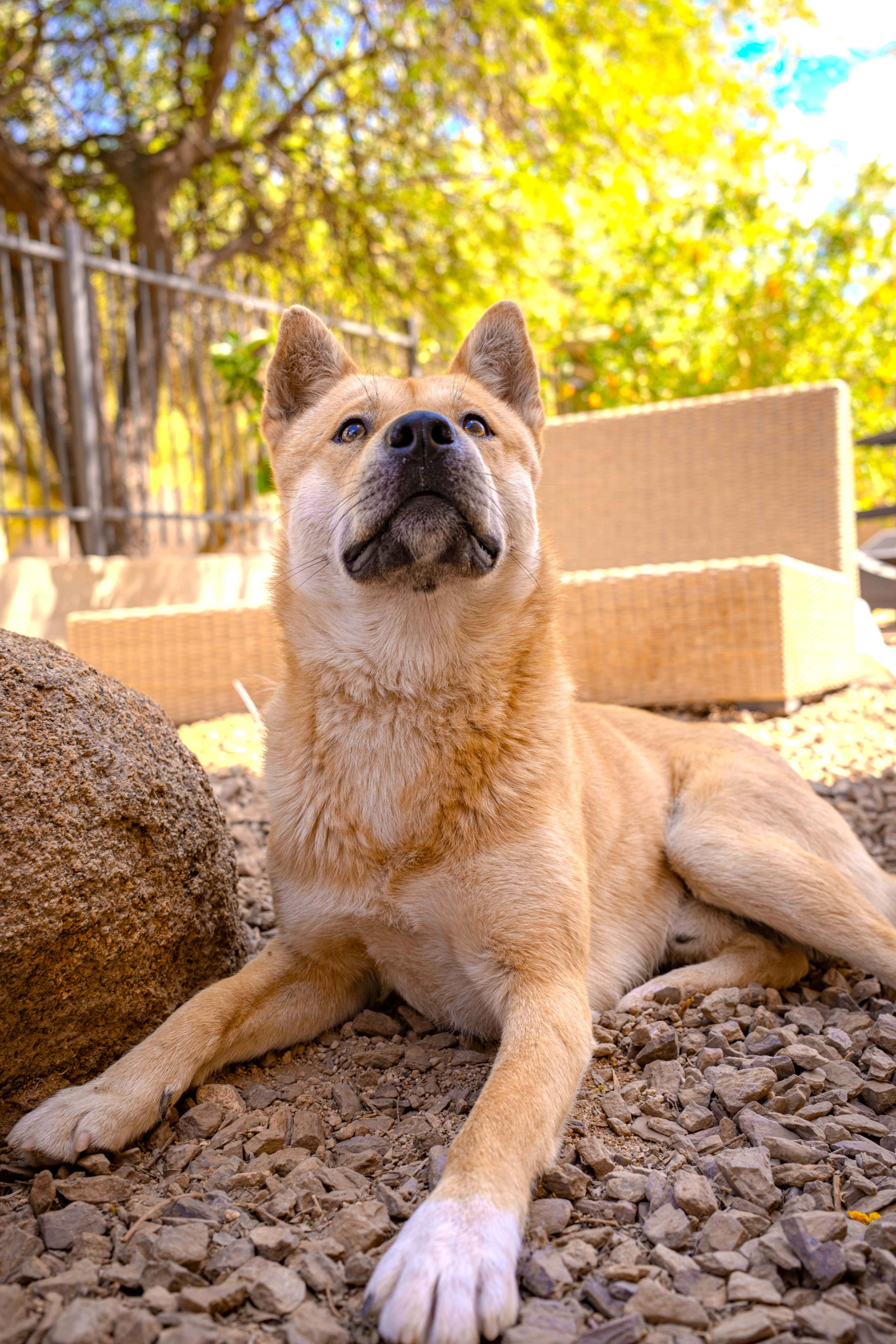 Enlarge Namu (Courtesy Post), a Adoptable Jindo in Phoenix, AZ image 3/6