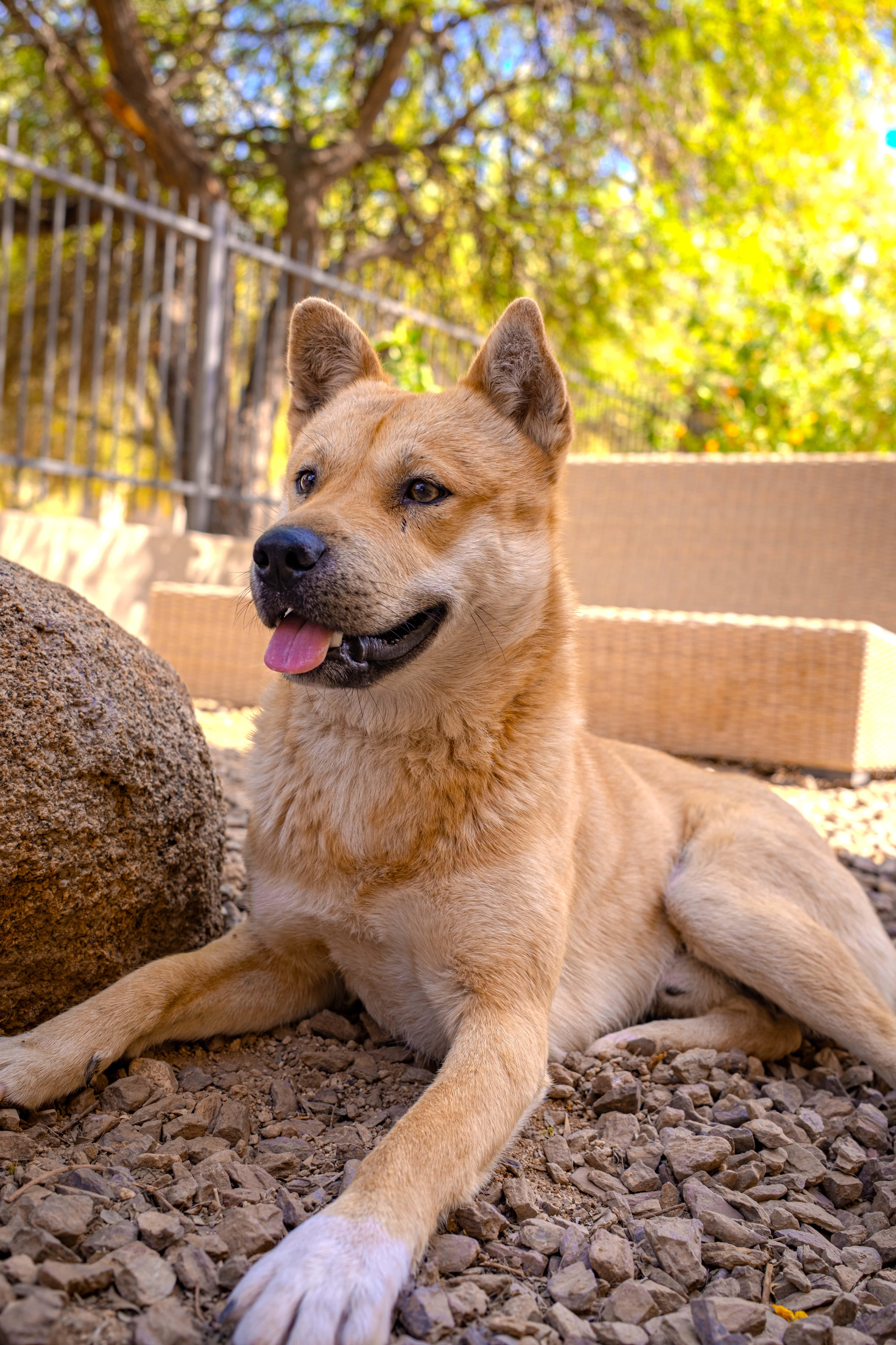Enlarge Namu (Courtesy Post), a Adoptable Jindo in Phoenix, AZ image 4/6