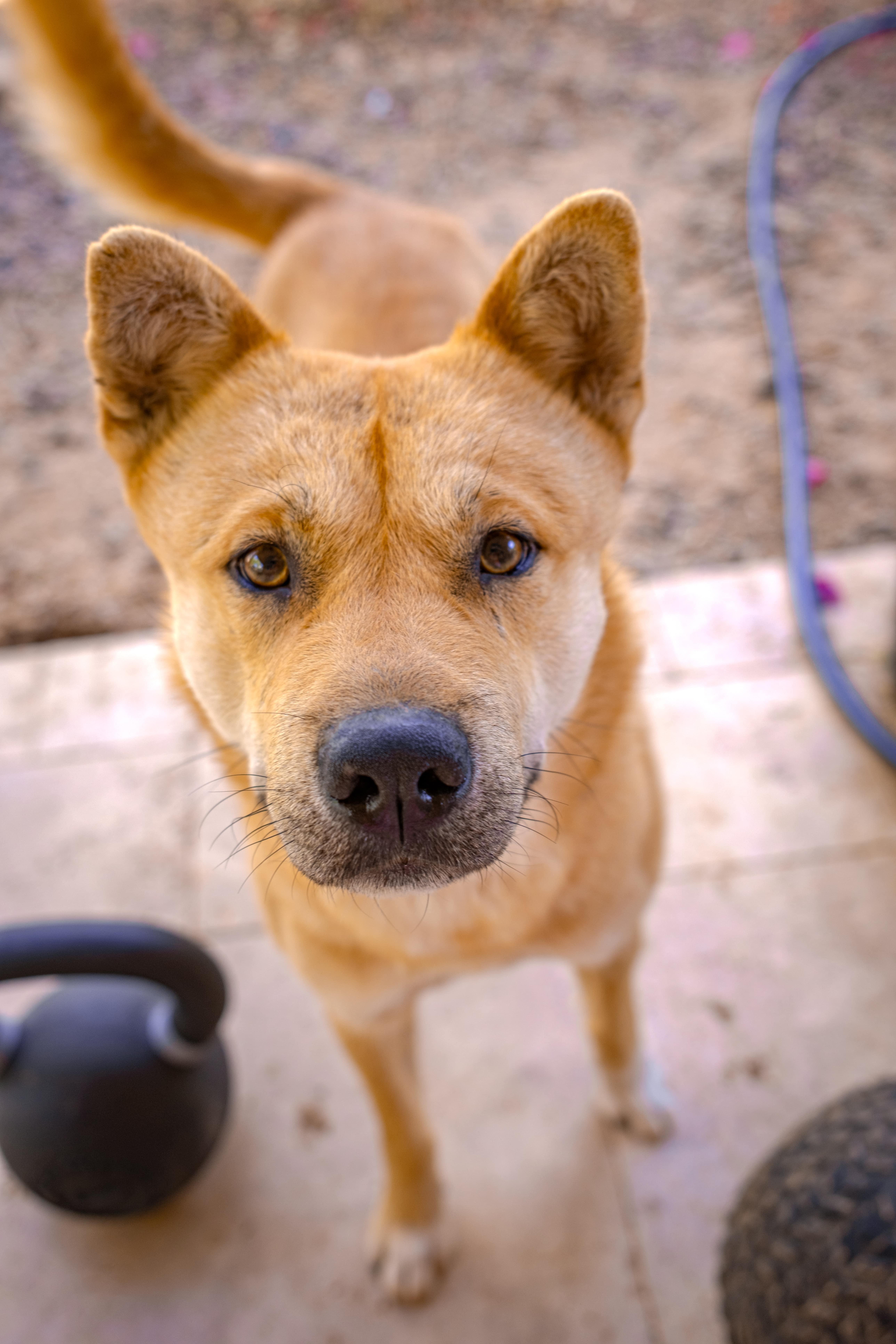 Enlarge Namu (Courtesy Post), a Adoptable Jindo in Phoenix, AZ image 5/6