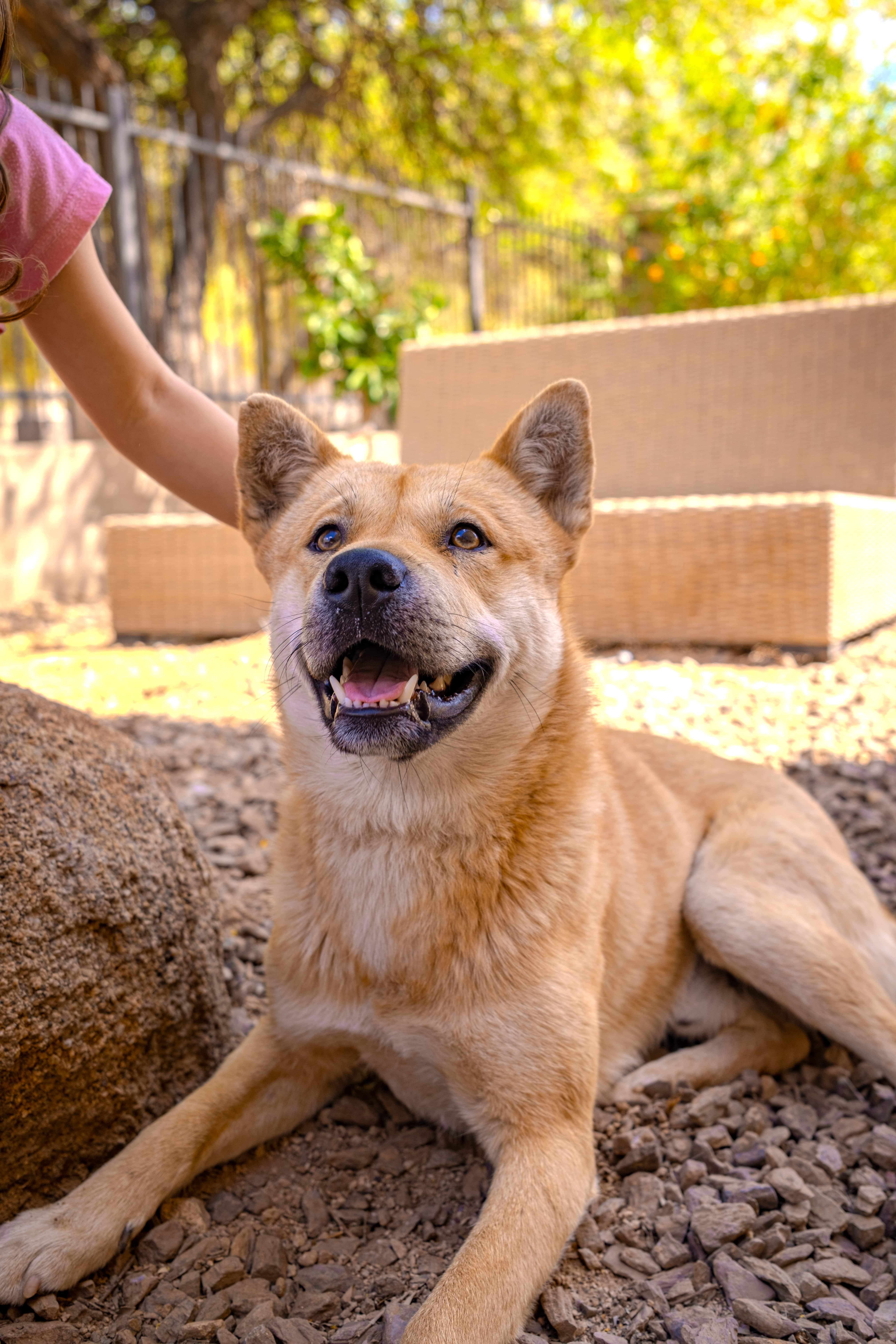 Enlarge Namu (Courtesy Post), a Adoptable Jindo in Phoenix, AZ image 6/6
