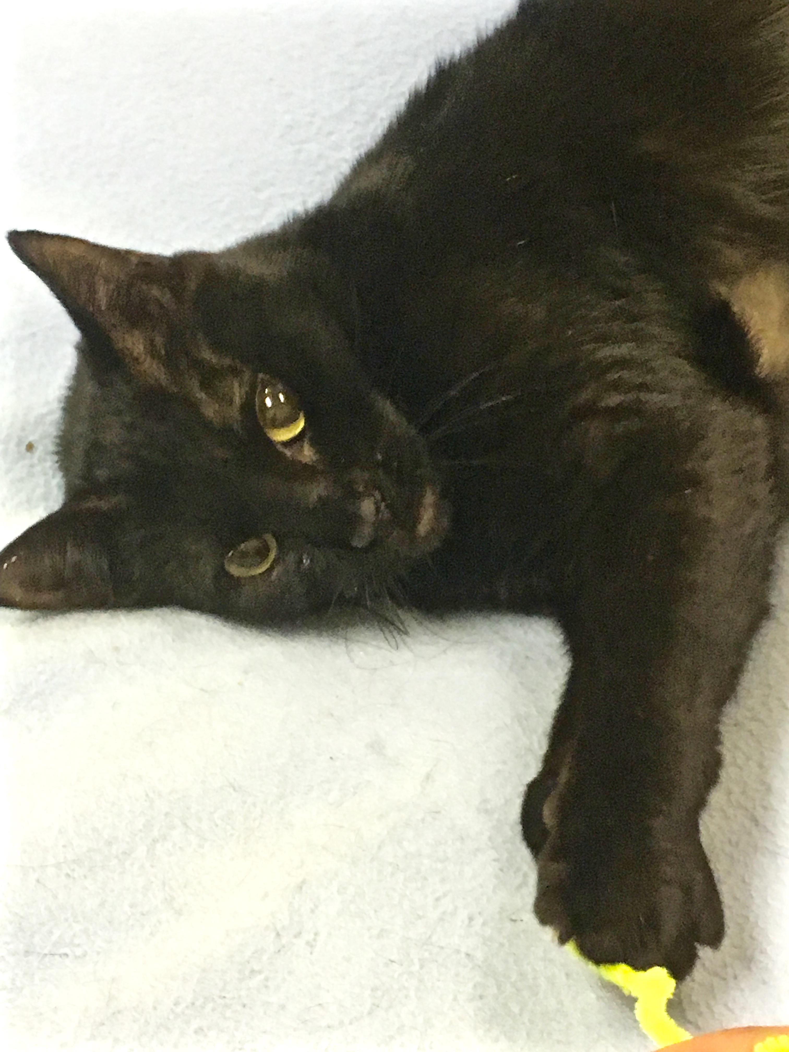 Enlarge BB, a Adoptable Domestic Short Hair in Kansas City, MO image 1/3