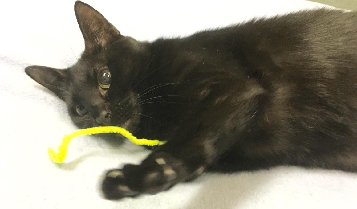 Enlarge BB, a Adoptable Domestic Short Hair in Kansas City, MO image 2/3