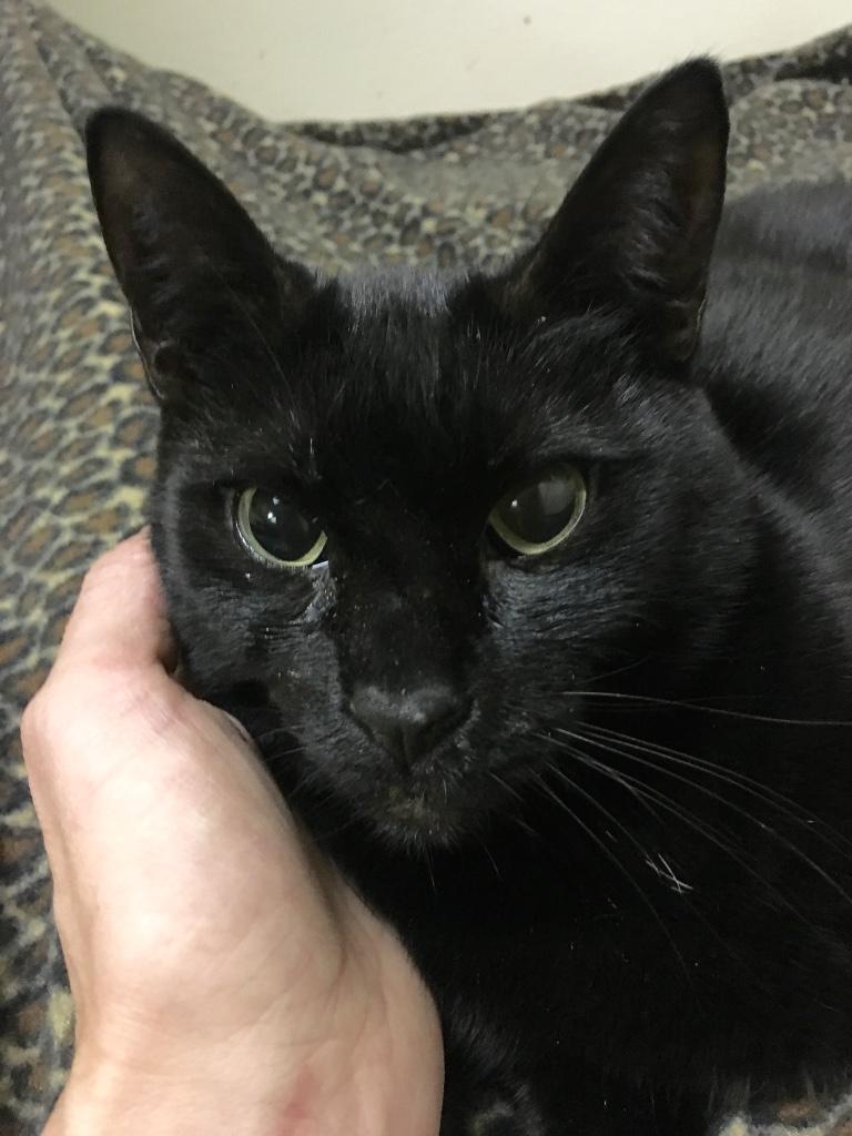Enlarge BB, a Adoptable Domestic Short Hair in Kansas City, MO image 3/3