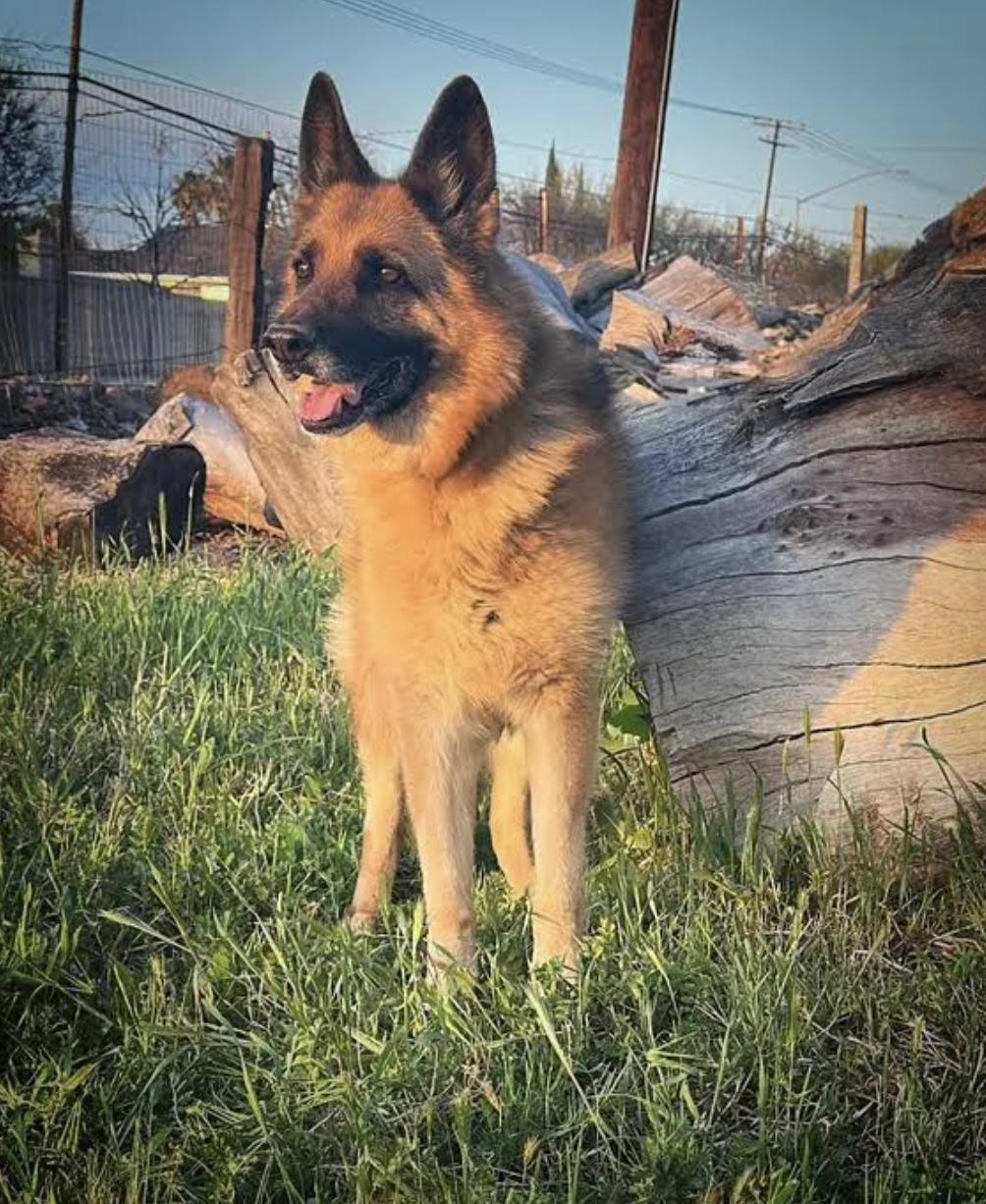 Enlarge PUMA, a Adoptable German Shepherd Dog in Sherman Oaks, CA image 1/6