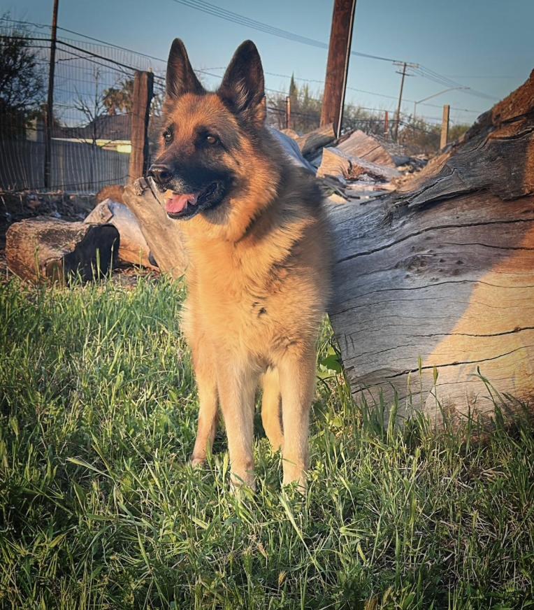 Enlarge PUMA, a Adoptable German Shepherd Dog in Sherman Oaks, CA image 2/6