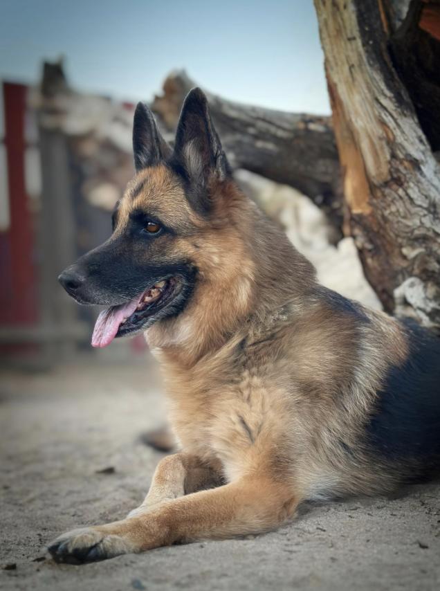 Enlarge PUMA, a Adoptable German Shepherd Dog in Sherman Oaks, CA image 3/6