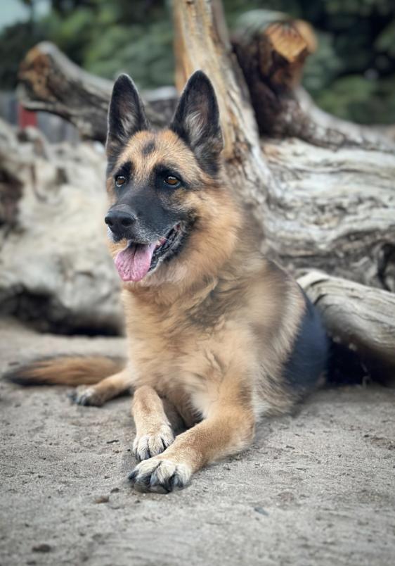 Enlarge PUMA, a Adoptable German Shepherd Dog in Sherman Oaks, CA image 4/6