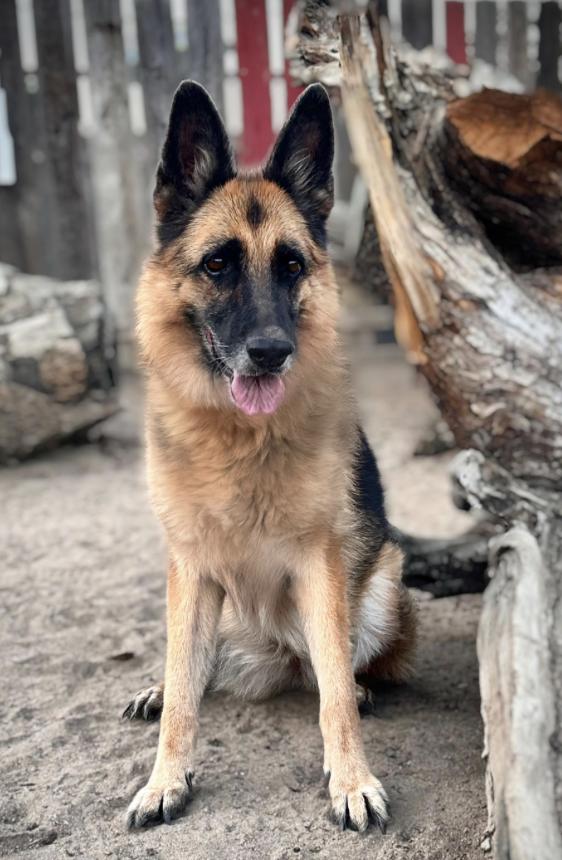 Enlarge PUMA, a Adoptable German Shepherd Dog in Sherman Oaks, CA image 5/6