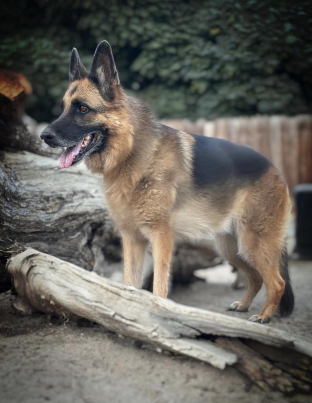 Enlarge PUMA, a Adoptable German Shepherd Dog in Sherman Oaks, CA image 6/6