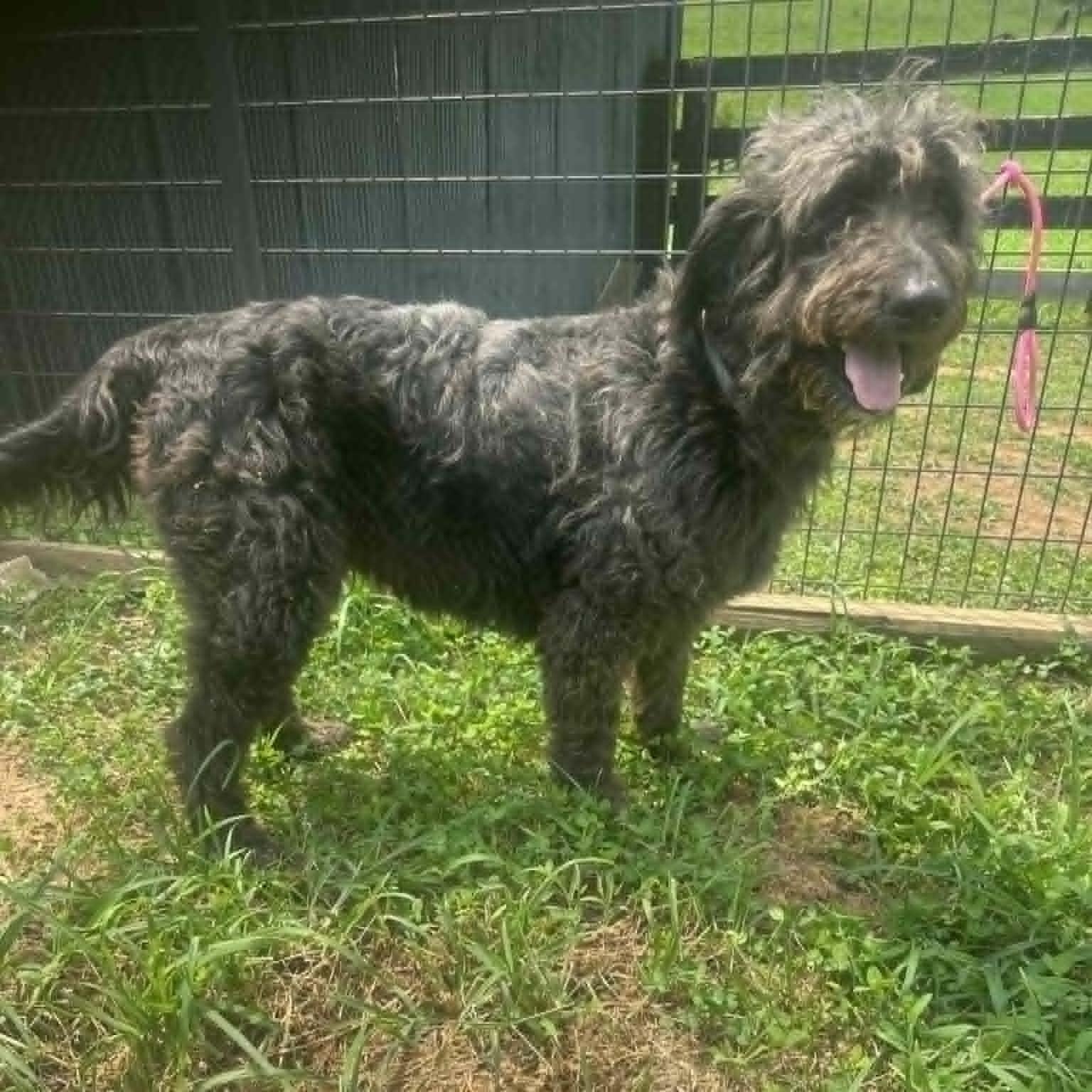 Jewels, ADOPTABLE, Adult Female Labradoodle.
