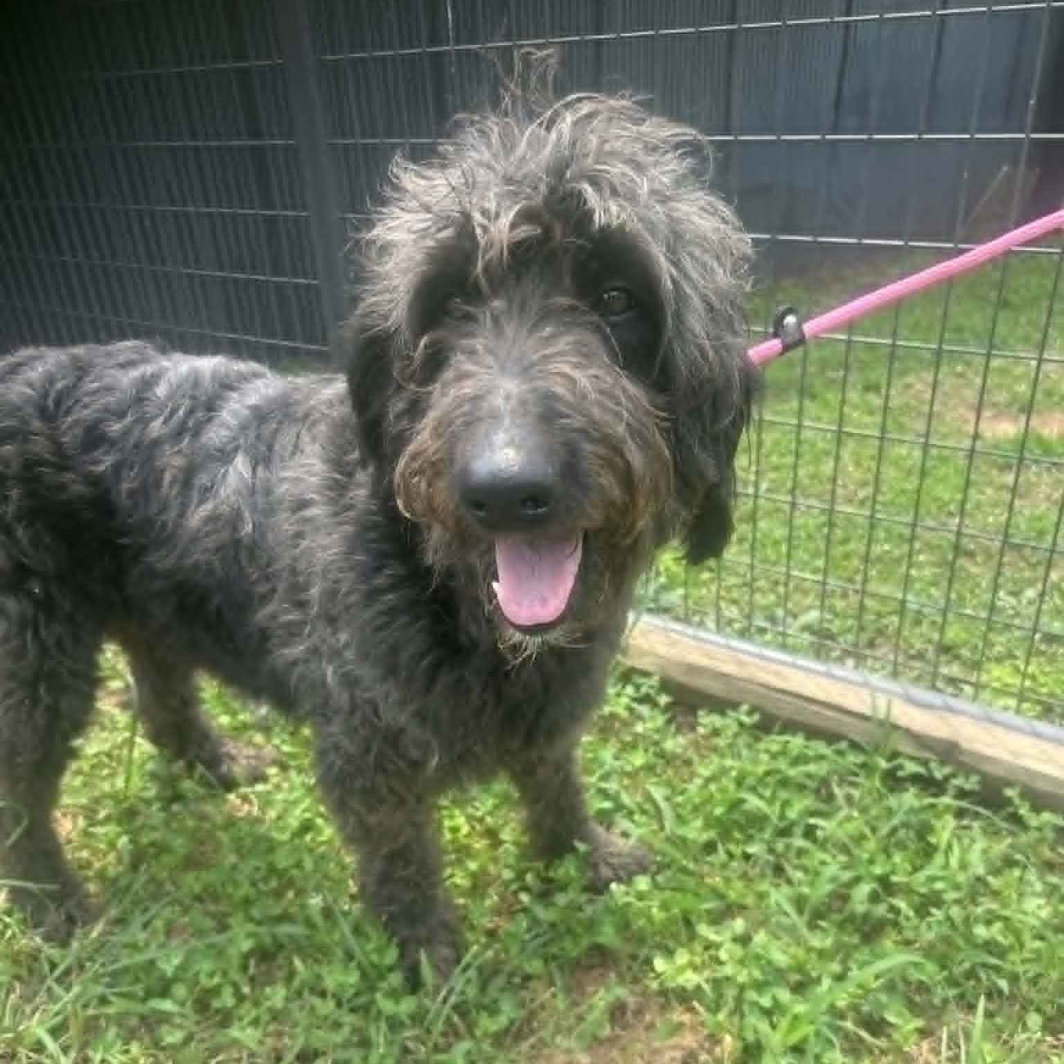 Jewels, a ADOPTABLE mixed breed in Lancaster, KY image 2/2