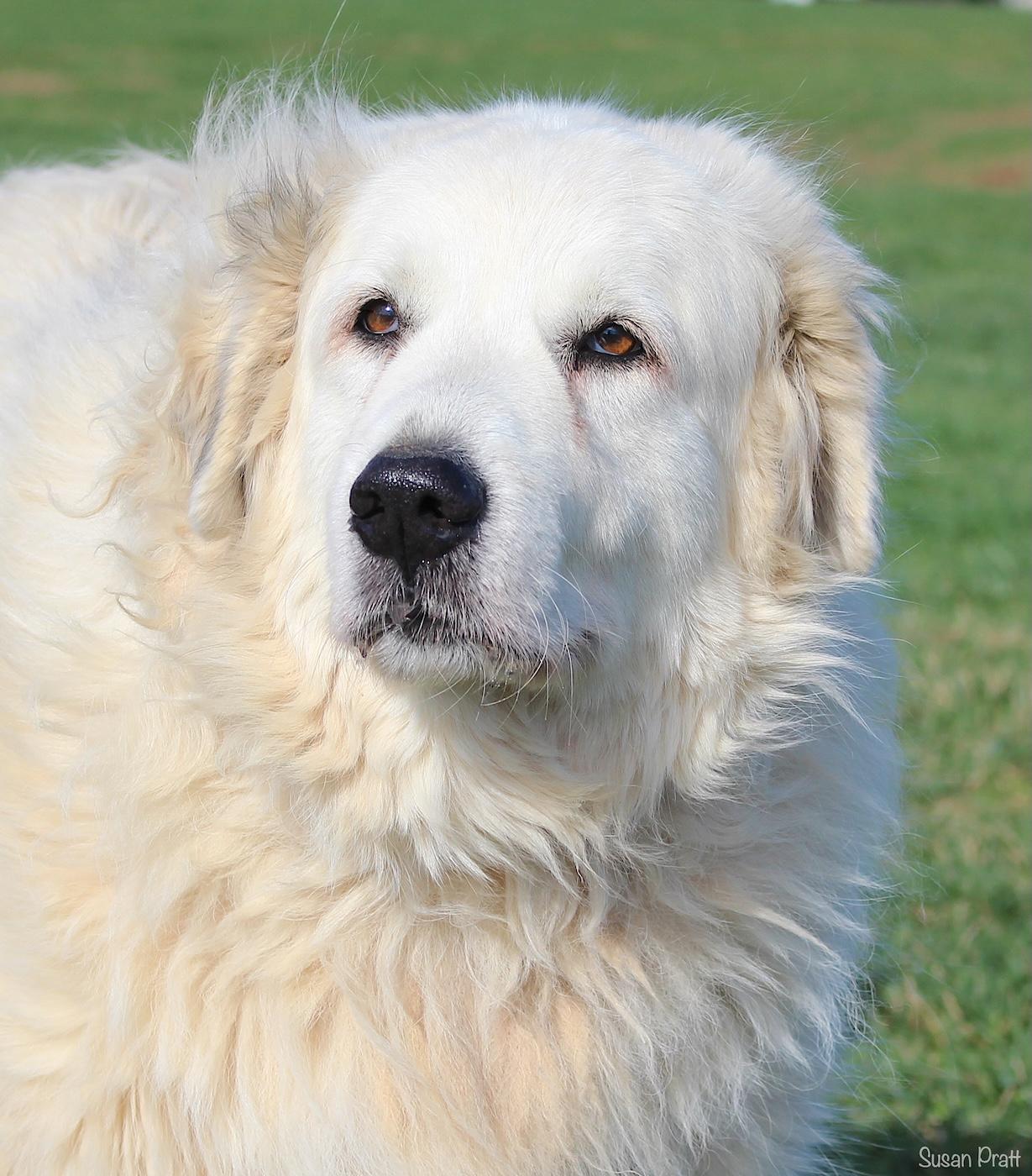 Elsea, adopted, Adult Female Great Pyrenees.