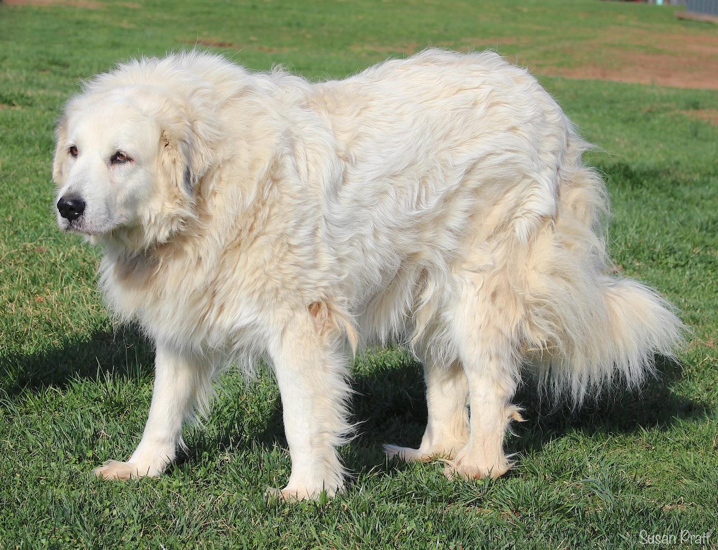Enlarge Elsea, an adopted Great Pyrenees in Bedford, VA image 2/3