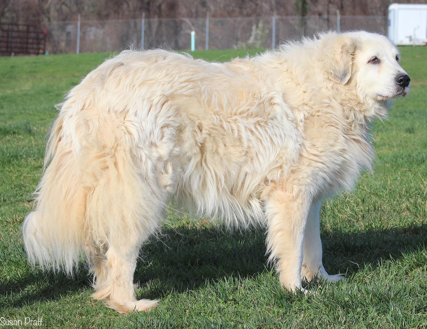 Enlarge Elsea, an adopted Great Pyrenees in Bedford, VA image 3/3