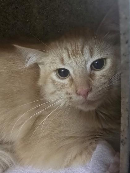 Darwin, Adoptable, Young Female Domestic Medium Hair & Domestic Short Hair.
