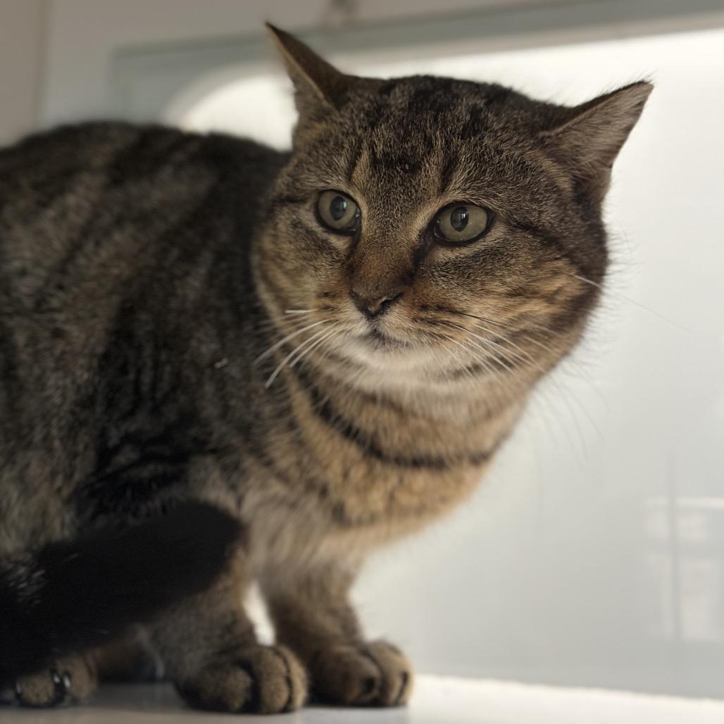 Perdita, Adoptable, Adult Female Domestic Short Hair.