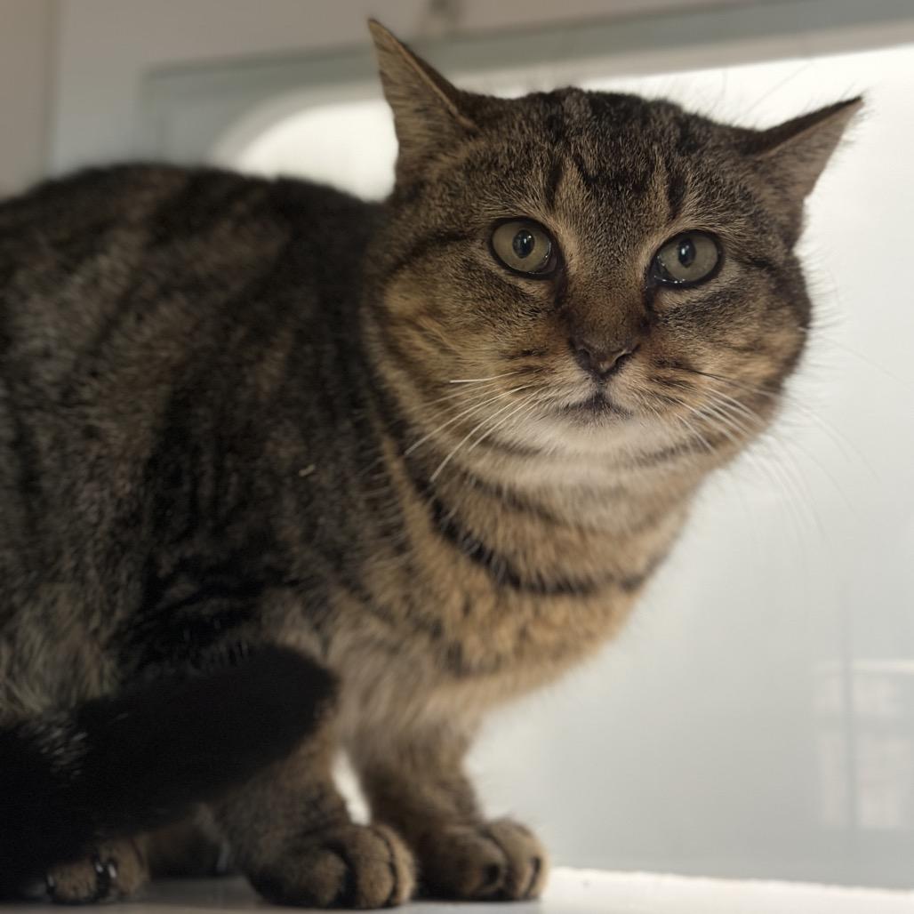 Perdita, Adoptable, Adult Female Domestic Short Hair.