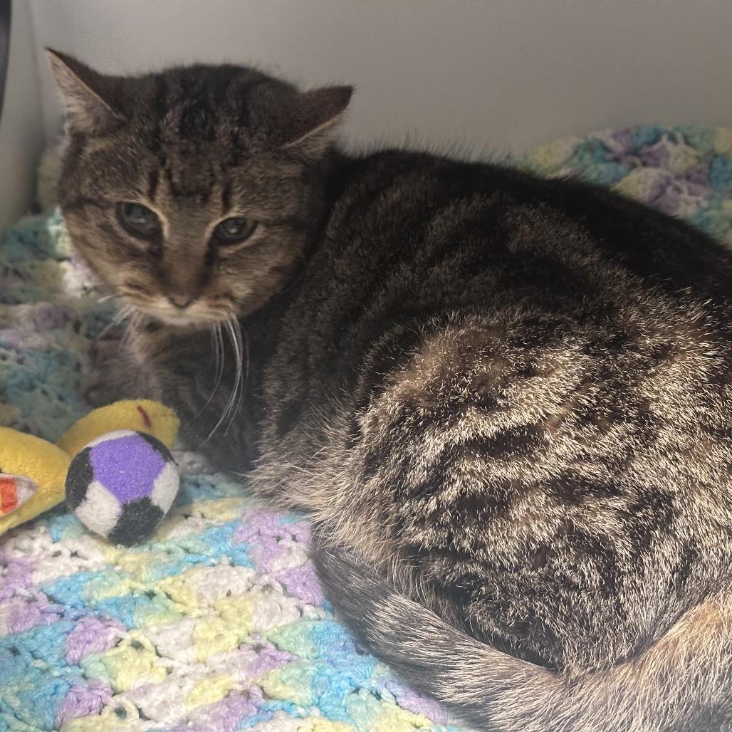 Enlarge Perdita, a Adoptable Domestic Short Hair in Matteson, IL image 3/6