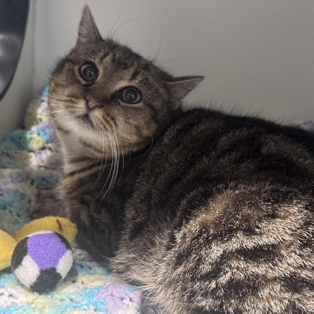 Enlarge Perdita, a Adoptable Domestic Short Hair in Matteson, IL image 4/6