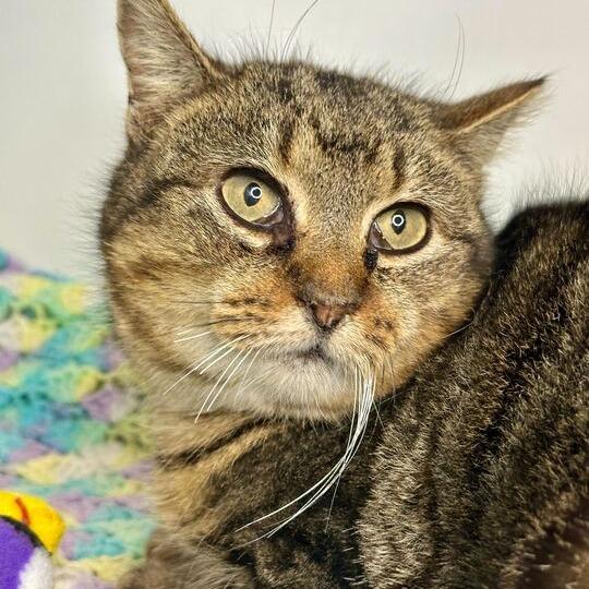 Enlarge Perdita, a Adoptable Domestic Short Hair in Matteson, IL image 5/6