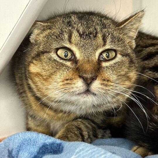 Enlarge Perdita, a Adoptable Domestic Short Hair in Matteson, IL image 3/4