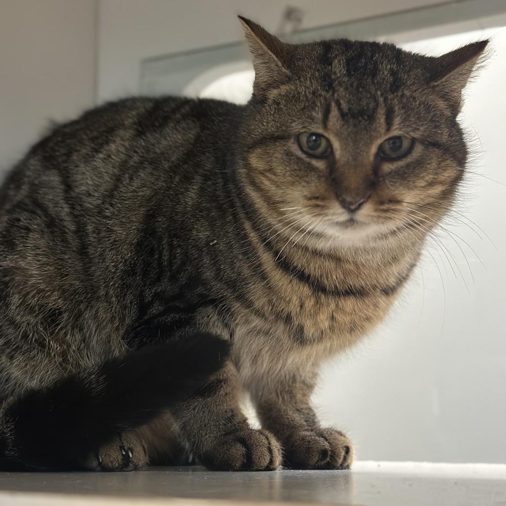 Enlarge Perdita, a Adoptable Domestic Short Hair in Matteson, IL image 6/6