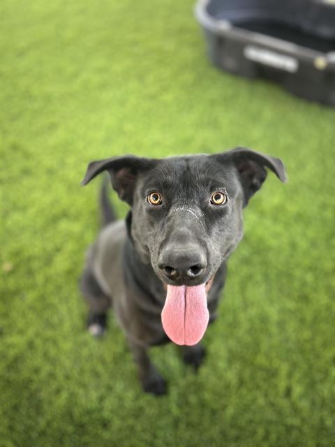 Enlarge TILLY, a Adoptable mixed breed in Chula Vista, CA image 1/1