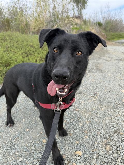 Enlarge TILLY, a Adoptable mixed breed in Chula Vista, CA image 1/1