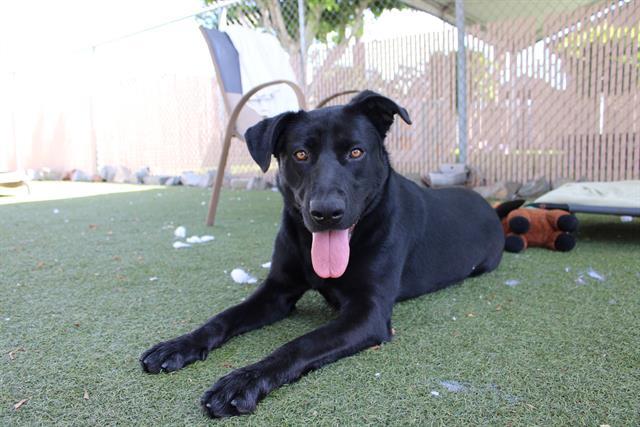 TILLY, Adoptable, Adult Female Labrador Retriever & Pit Bull Terrier.