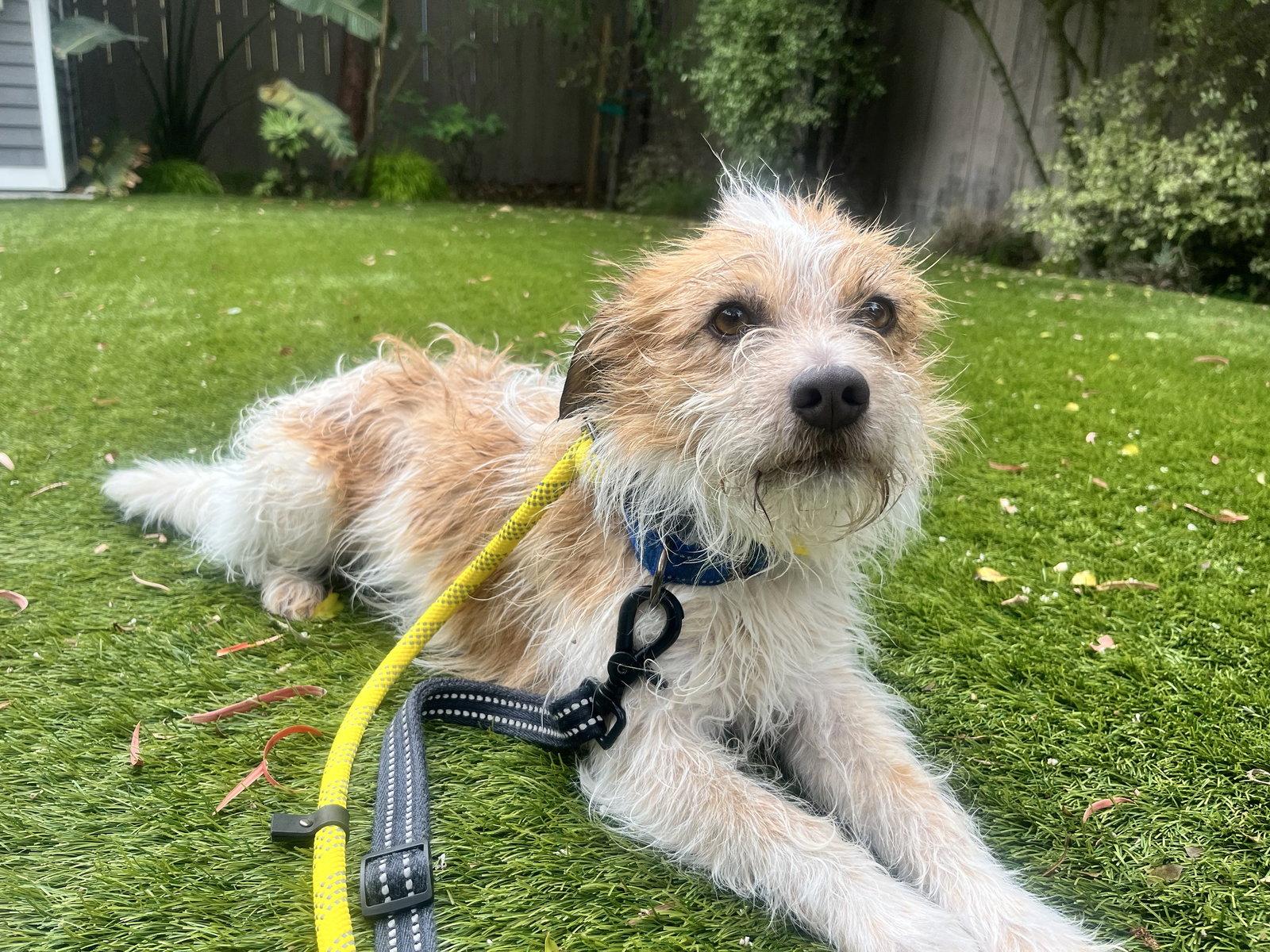 Benji, Adopted, Adult Male Terrier.