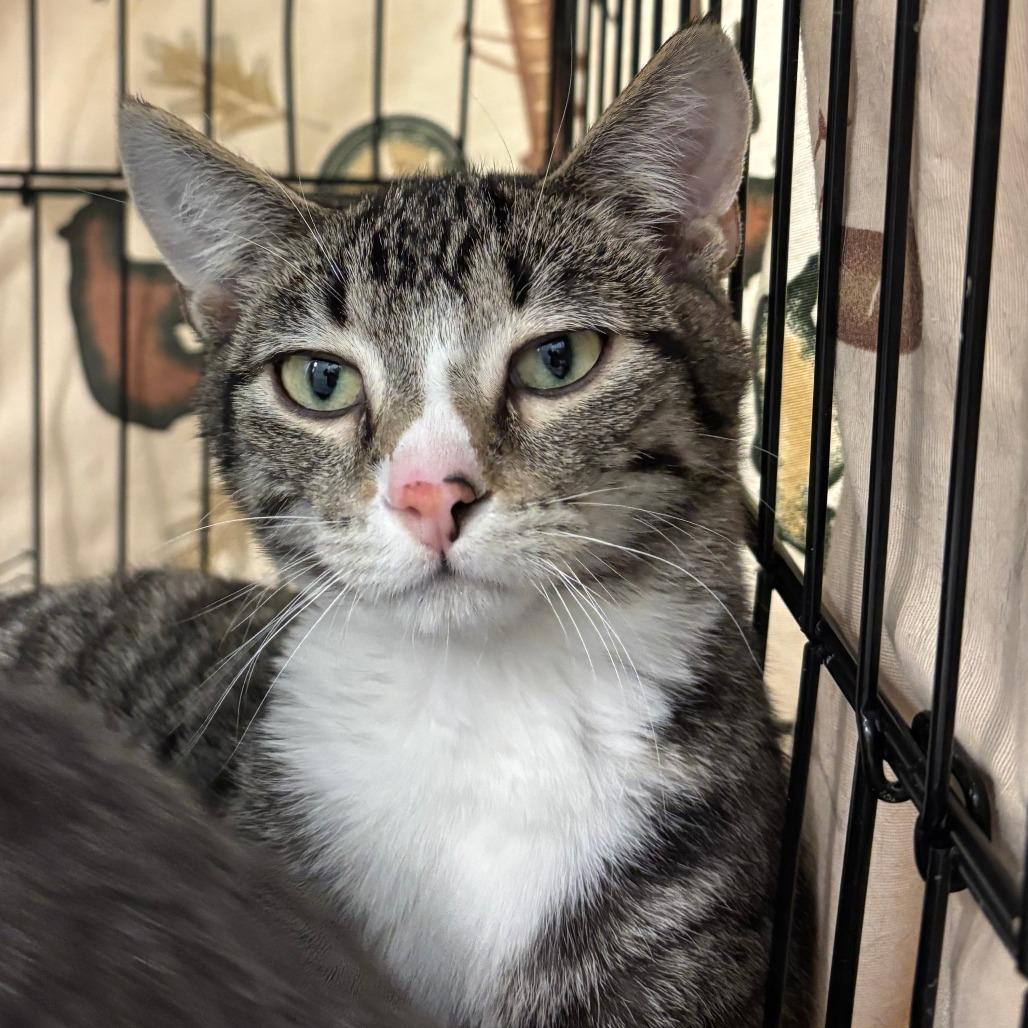 Mohawk, ADOPTABLE, Young Male Domestic Short Hair.