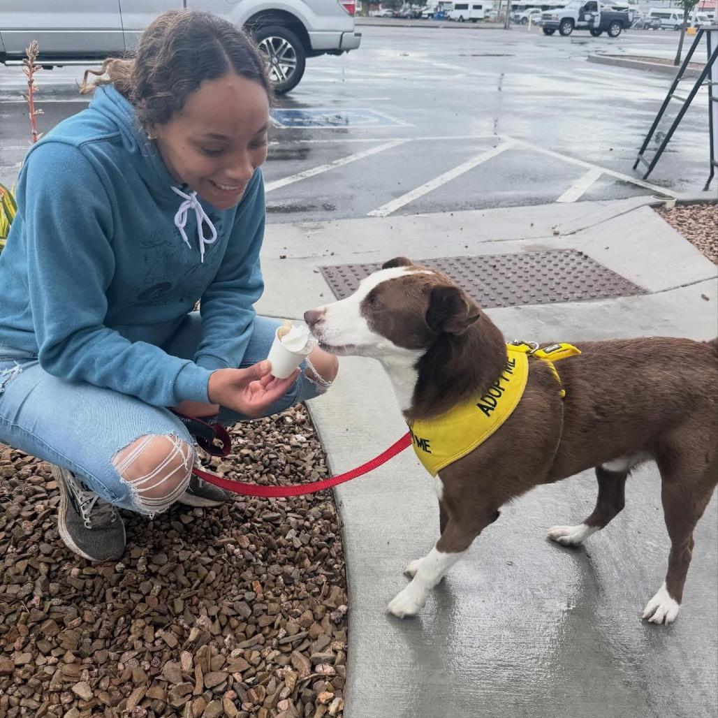 Enlarge Chestnut, a Adoptable Cattle Dog in Grand Junction, CO image 1/5