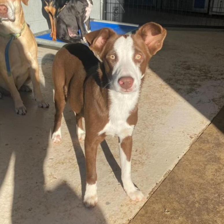 Chestnut, Adoptable, Adult Male Cattle Dog.