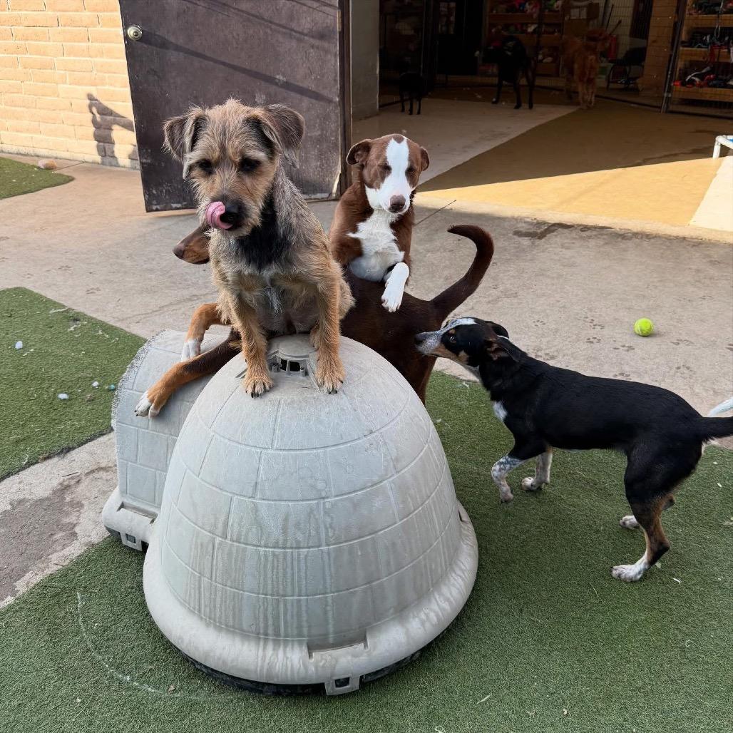 Enlarge Chestnut, a Adoptable Cattle Dog in Grand Junction, CO image 2/6