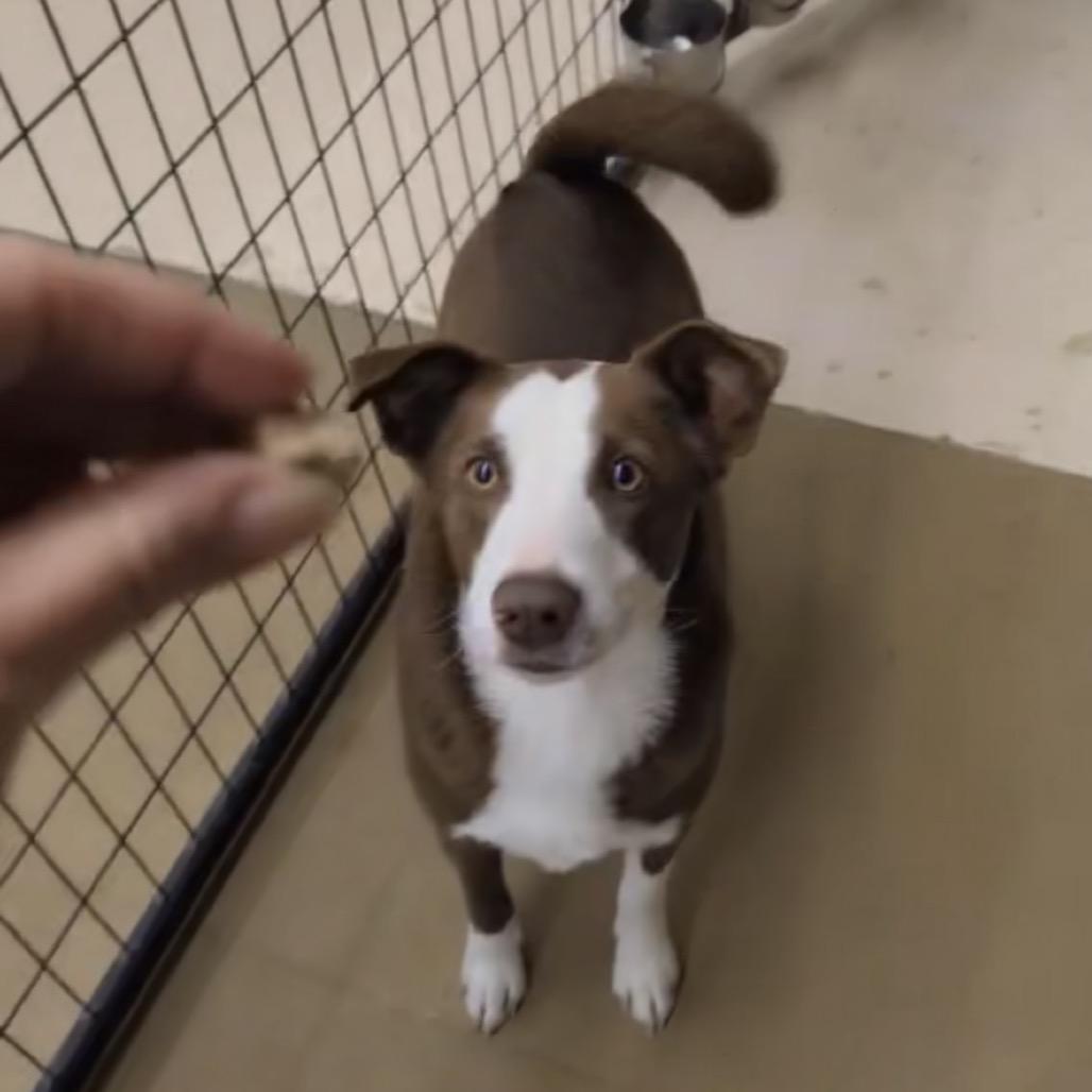 Enlarge Chestnut, a Adoptable Cattle Dog in Grand Junction, CO image 2/5