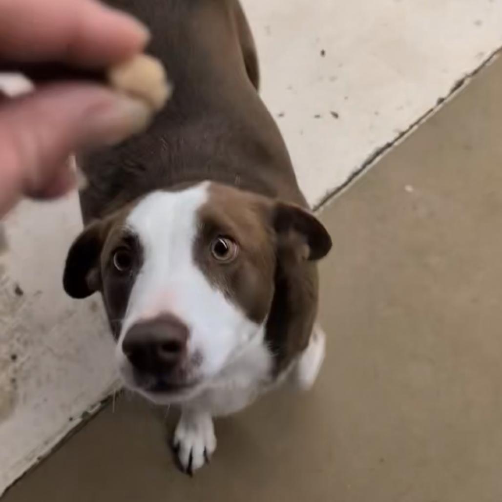 Enlarge Chestnut, a Adoptable Cattle Dog in Grand Junction, CO image 3/5
