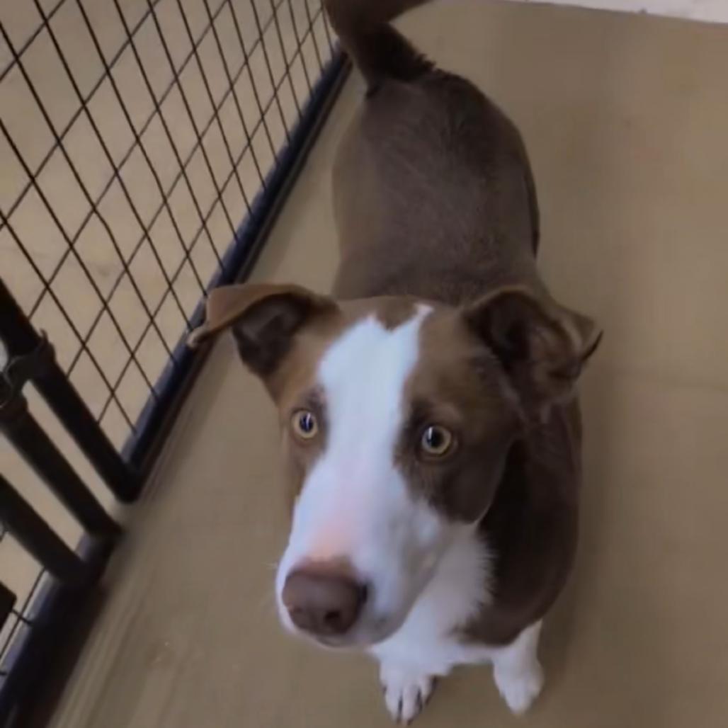 Enlarge Chestnut, a Adoptable Cattle Dog in Grand Junction, CO image 4/5