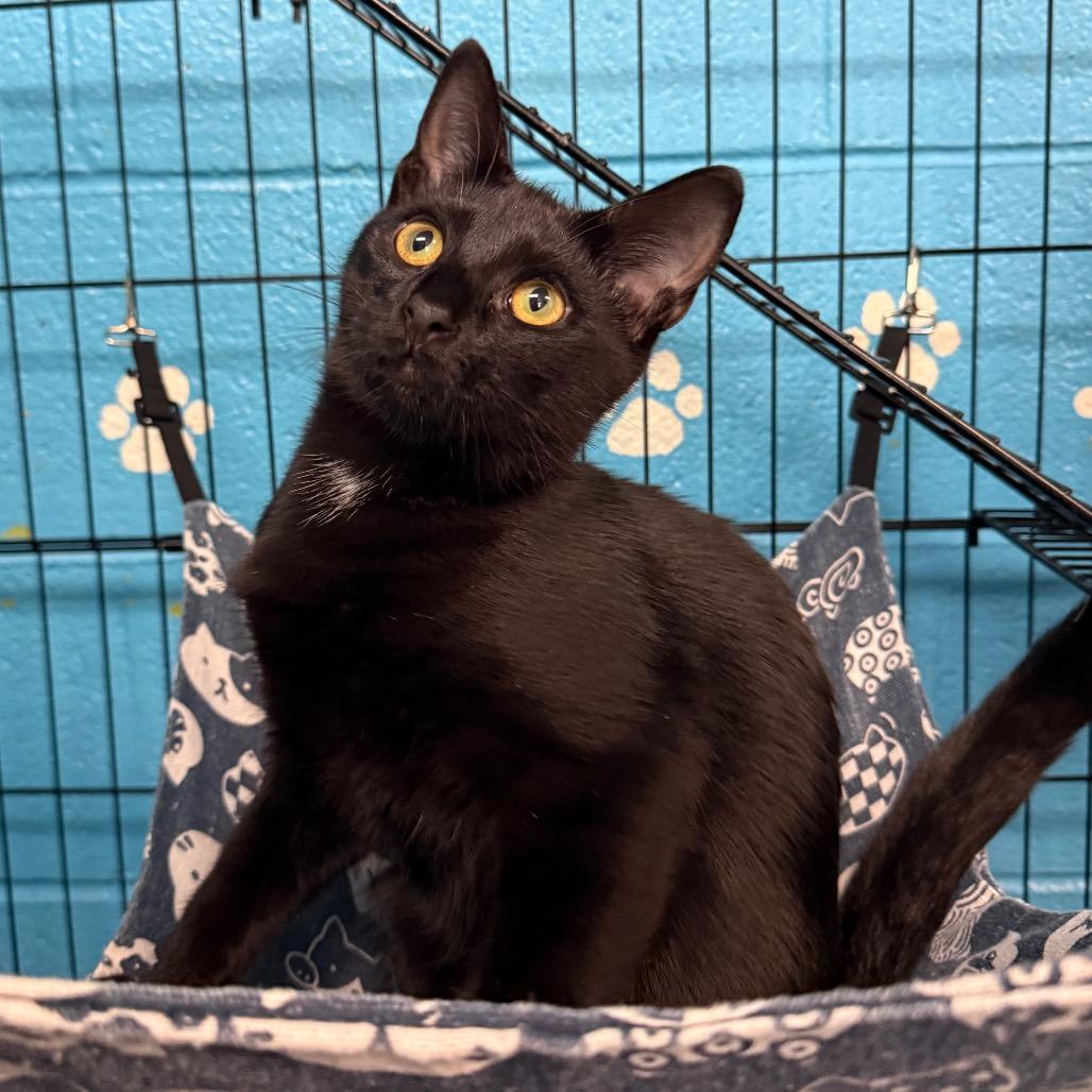 Yankees, Adoptable, Kitten Male Domestic Short Hair.