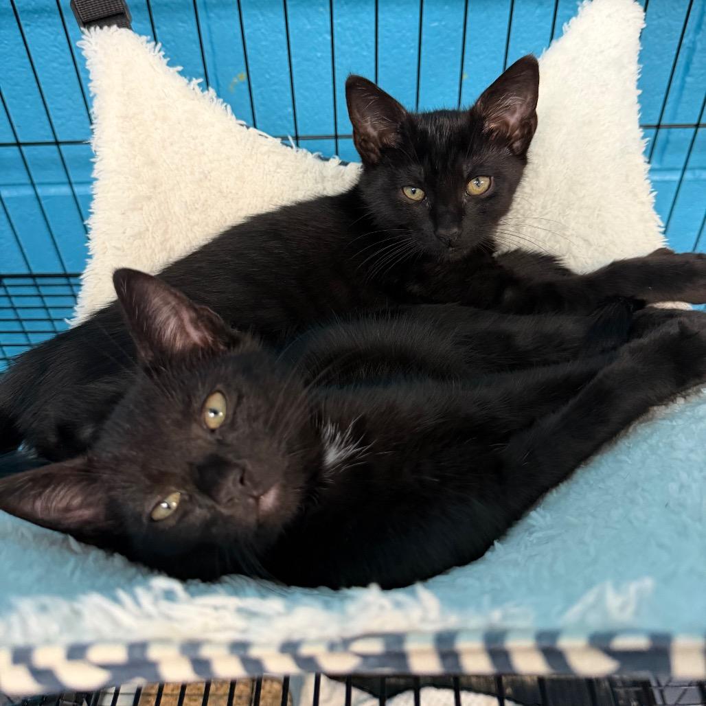 Yankees, Adoptable, Kitten Male Domestic Short Hair.