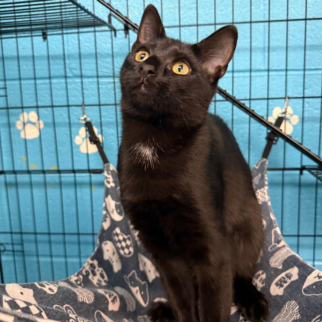 Enlarge Yankees, a Adoptable Domestic Short Hair in Troy, VA image 3/3
