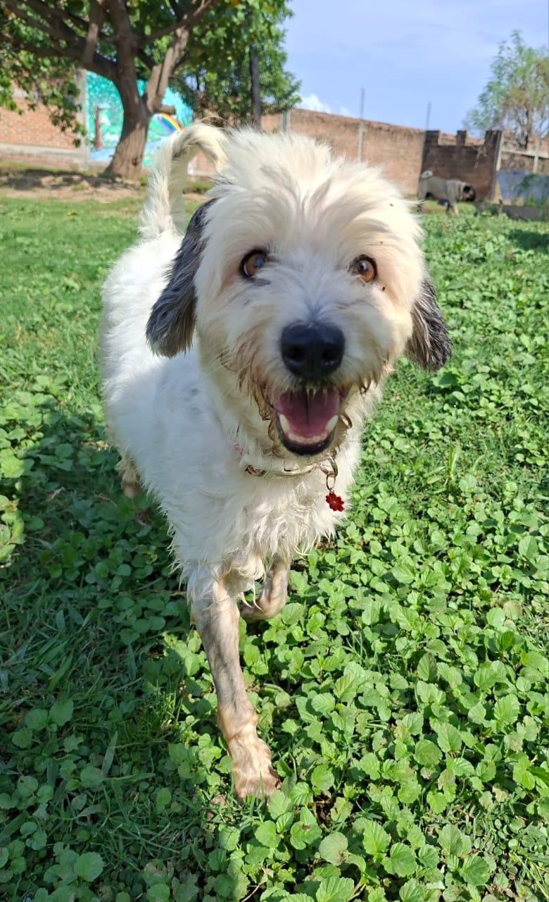 Enlarge Antonella, a Adopted mixed breed in EL COLORADO, JAL image 2/5