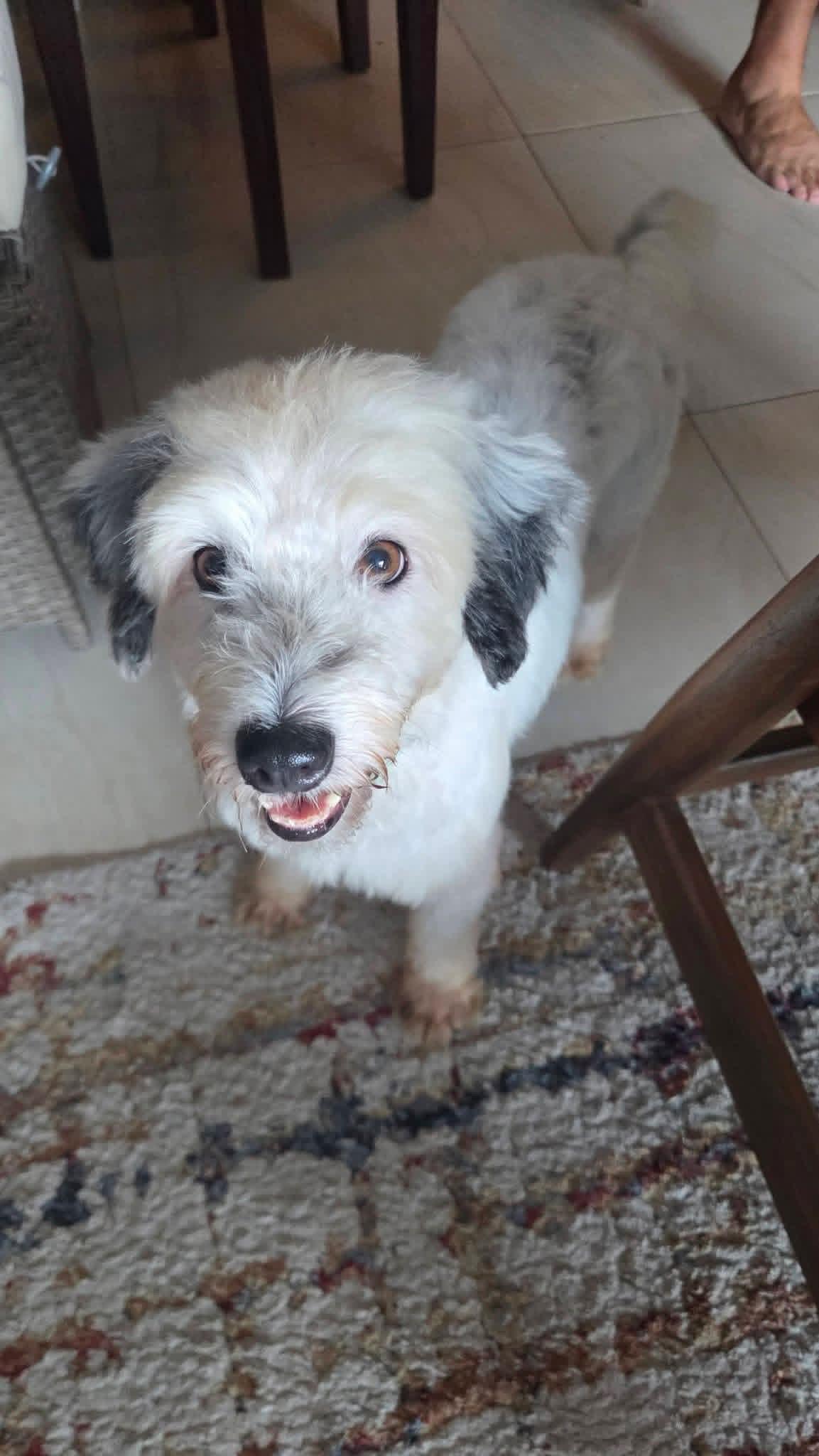 Antonella, Adopted, Young Female Mixed Breed.