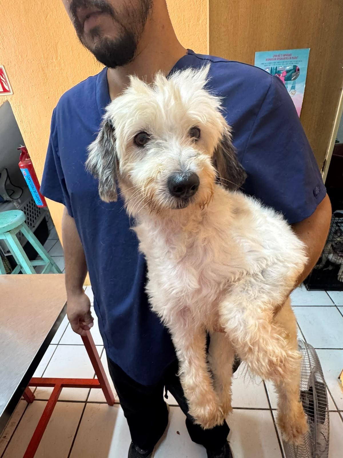 Enlarge Antonella, a Adopted mixed breed in EL COLORADO, JAL image 4/5