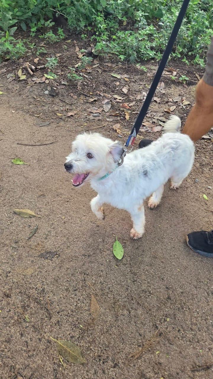 Enlarge Antonella, a Adopted mixed breed in EL COLORADO, JAL image 3/5